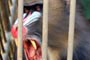 Macaco feroz no Zool&oacute;gico da SANTUR.