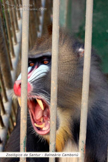 Macaco feroz no Zoológico da SANTUR.