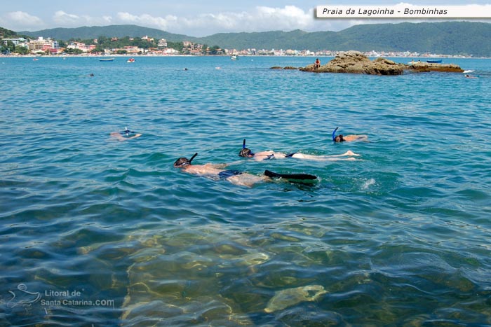 Pessoas mergulhando e a foto ainda mostra uma tartaruga na Praia da Lagoinha em Bombinhas.
