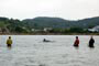 golfinhos trazendo os peixes em laguna sc