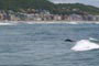 golfinho pegando ondas na praia do mar grosso em de laguna sc