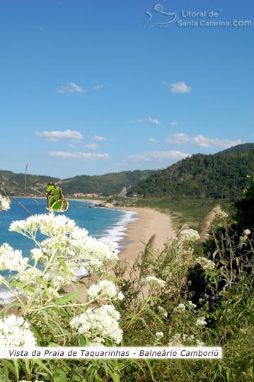 Vista da Praia de Taquarinhas em Balneário Camboriú e uma borboleta completando um cenário especial.