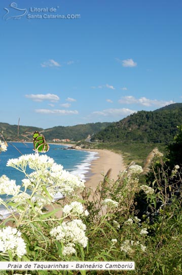 Vista da praia de taquarinhas e para completar o cenário, uma bela borboleta querendo se aparecer para o fotógrafo.