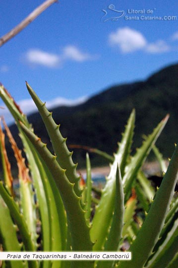 Natureza intacta da praia de taquarinhas em Balneário Camboriú.