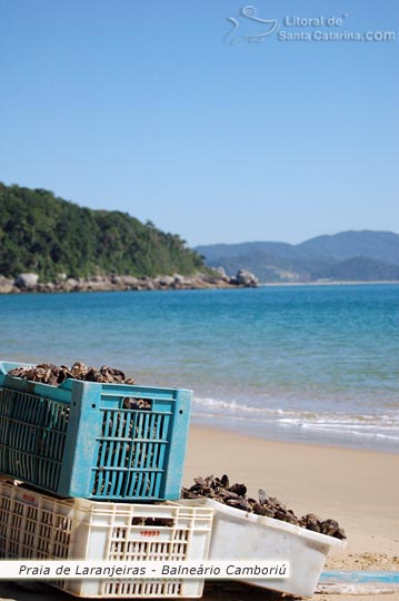Chegando a carga de marisco para os restaurantes que ficam a beira mar na praia de laranjeiras em Balneário Camboriú.