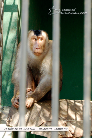Macaco no Zoológico da SANTUR em Balneário Camboriú.