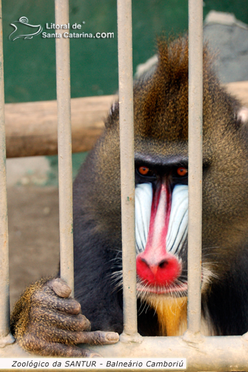 Macaco lindo no  Zoológico da SANTUR em Balneário Camboriú.