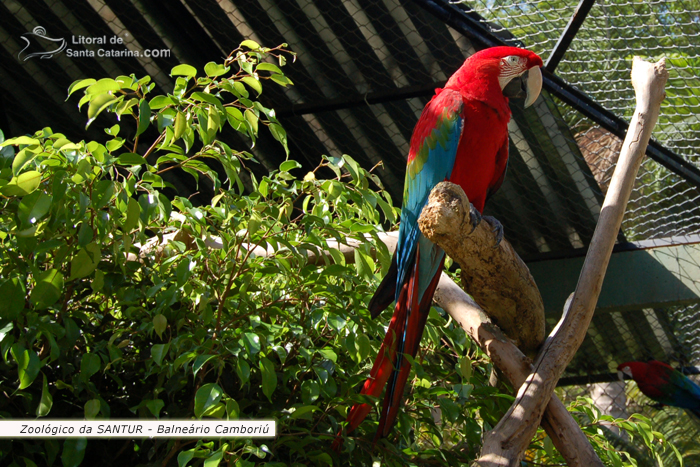 Arara no  Zoológico da SANTUR em Balneário Camboriú.