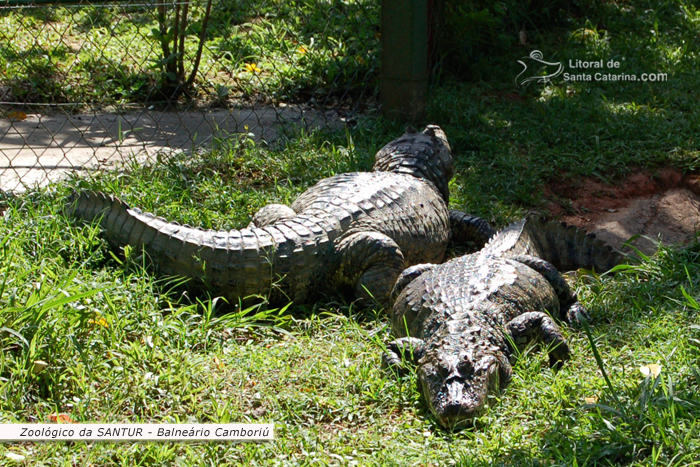 Dois jacarés  no Zoológico da SANTUR em Balneário Camboriú.