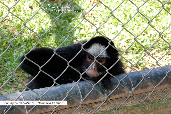 Macaco bonito no Zoológico da SANTUR em Balneário Camboriú.