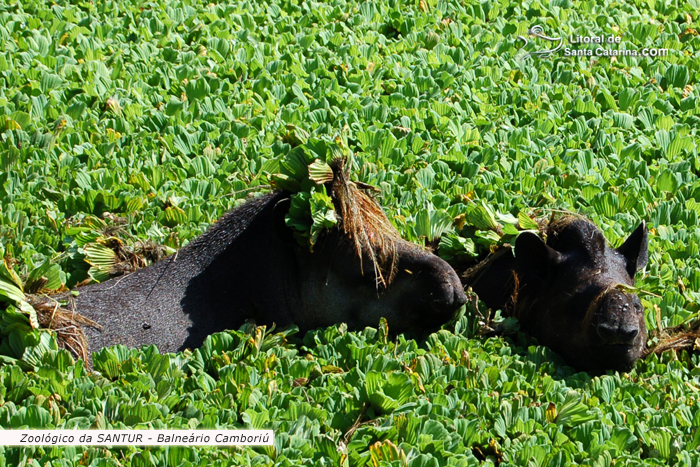 Capivara no Zoológico da SANTUR em Balneário Camboriú.