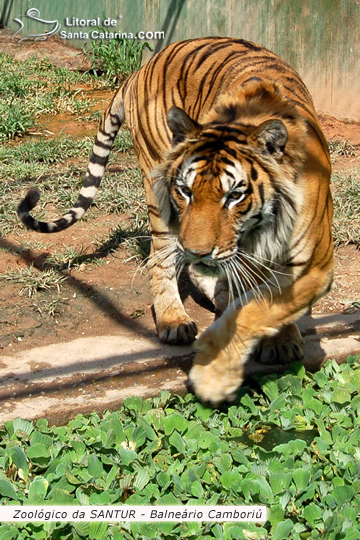 Tigre no Zoológico da SANTUR em Balneário Camboriú.