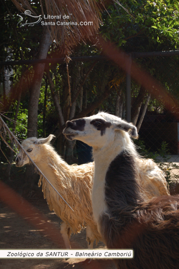 Ilhama no Zoológico da SANTUR em Balneário Camboriú.