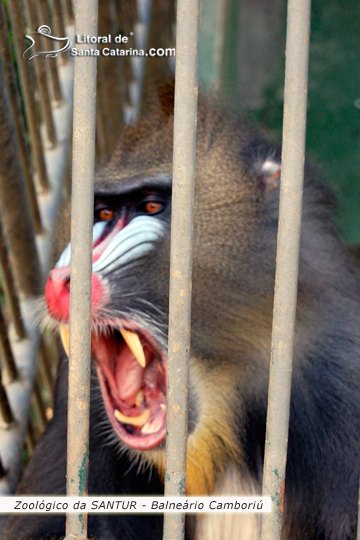 Macaco feroz no Zoológico da SANTUR em Balneário Camboriú.