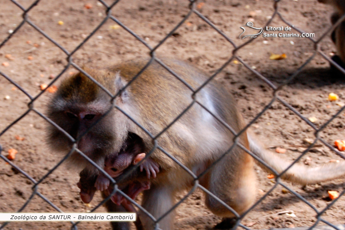 Macaca e seu filhote no Zoológico da SANTUR em Balneário Camboriú.