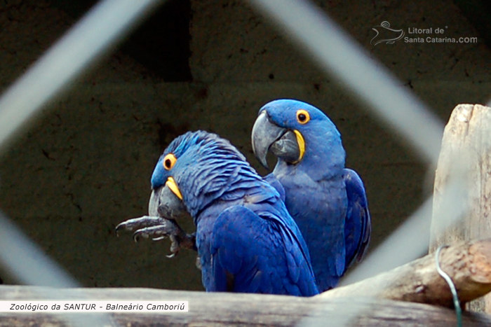 Arara azul no Zoológico da SANTUR em Balneário Camboriú.