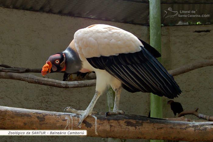 Urubu branco no Zoológico da SANTUR em Balneário Camboriú.