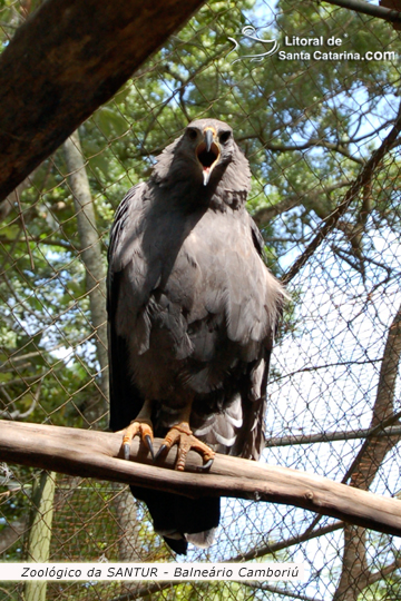 Gavião no Zoológico da SANTUR em Balneário Camboriú.