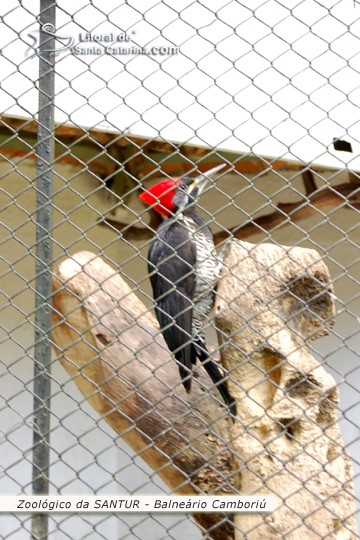 Pica pau no Zoológico da SANTUR em Balneário Camboriú.