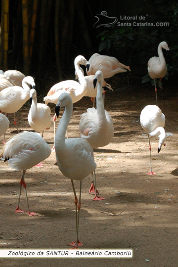 Cisne no Zoológico da SANTUR em Balneário Camboriú.