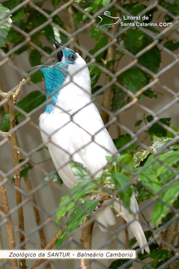 Araponga no Zoológico da SANTUR em Balneário Camboriú.