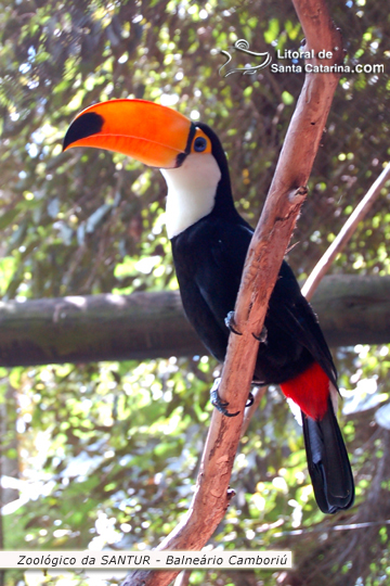 Tucano no Zoológico da SANTUR em Balneário Camboriú.