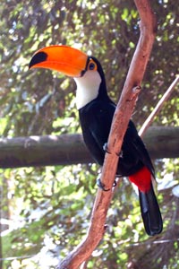 Imagem de um tucano no Zoológico da SANTUR