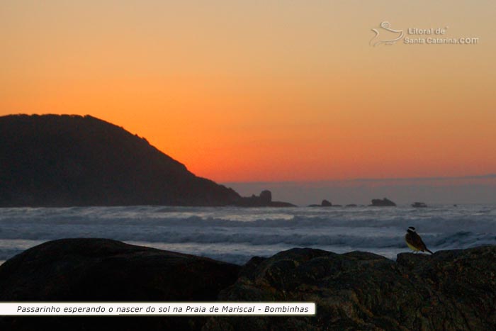 Passarinho esperando o nascer do sol na Praia de Mariscal em Bombinhas