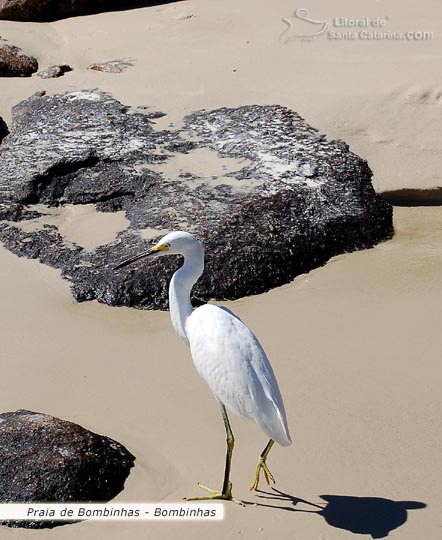 Ave solitária na Praia de Bombinhas.