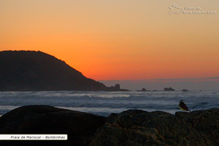 Passarinho esperando o sol nascer na Praia de Mariscal - Bombinhas.