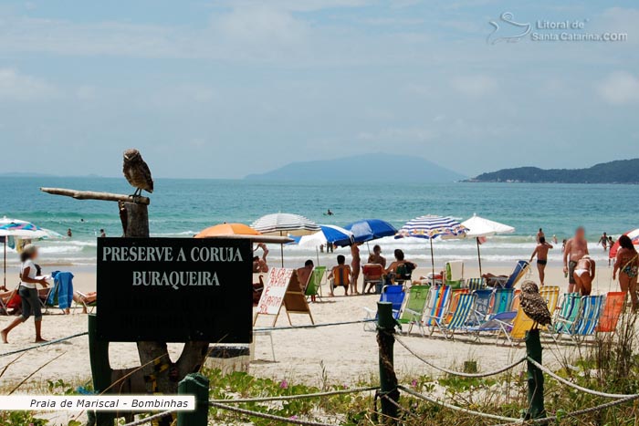 Proteja a coruja buraqueira da Praia de Mariscal em Bombinhas.