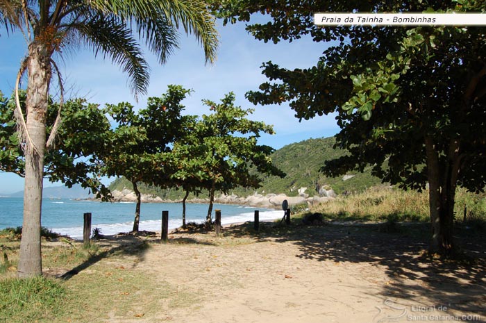 Coqueiros, árvores e ao fundo o mar tranquilo da Praia da Tainha em Bombinhas.