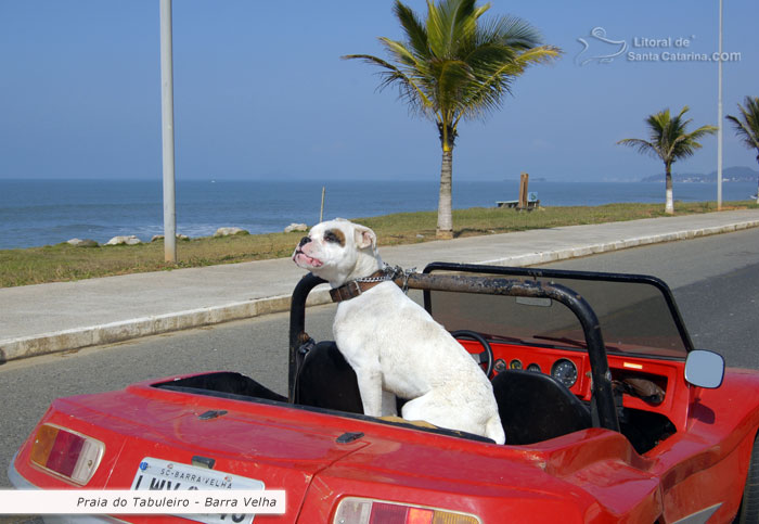 praia do tabuleiro, pit bul no carro