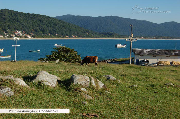 boi e mar da praia da armação ao fundo