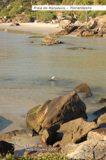 águas limpas da praia do matadeiro em floripa