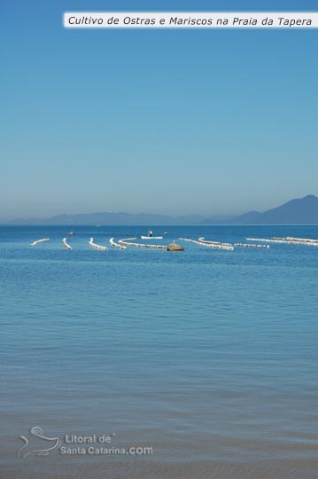 cultivo de ostras e mariscos na praia da tapera santa catarina florianópolis