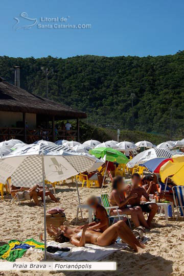 Gatas tomando sol na praia brava