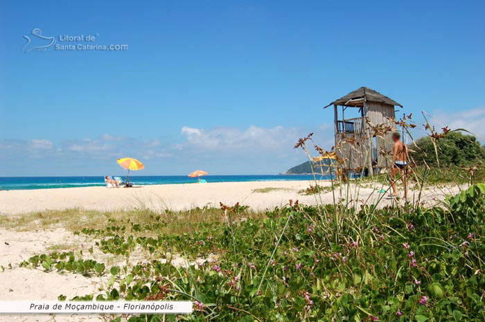 praia do maçambique, tranquilidade, restinga preservada, mar azul e uma gata tomando um nesta linda praia floripa