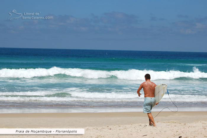 Gato indo fazer um surf na praia do macambique florianopolis sc