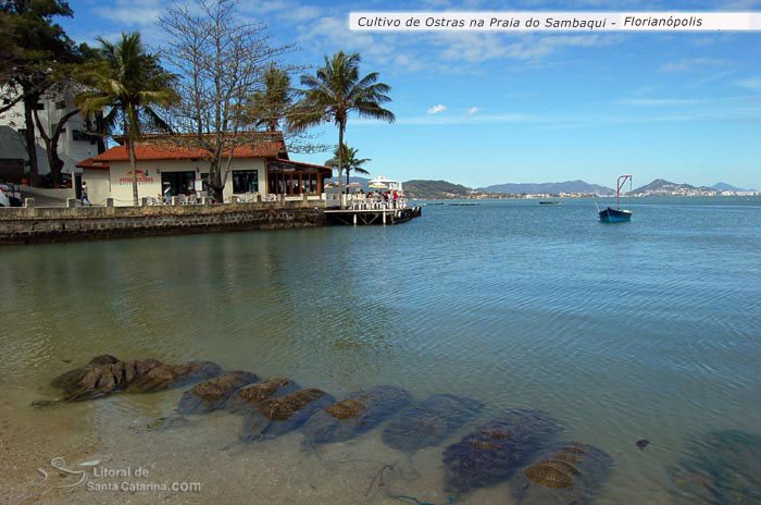 cultivo de ostras e mariscos no sambaqui em floripa sc