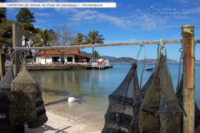 lanternas de ostras penduras na praia do sambaqui florianópolis