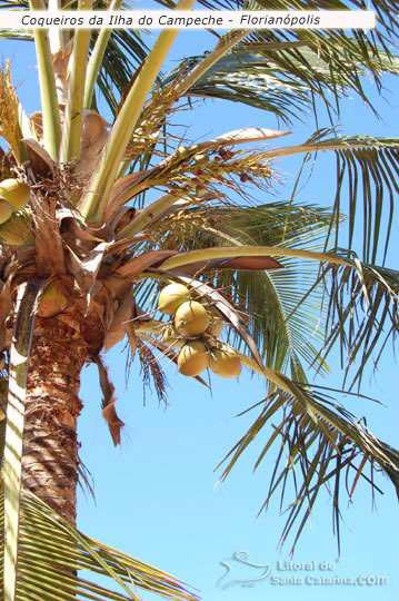 Coqueiro Ilha do Campeche