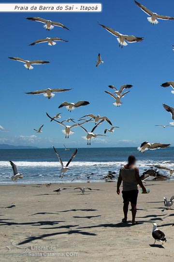 pescador servindo comida para as gaivotas, na praia da barra do saí em itapoá, santa catarina, brasil