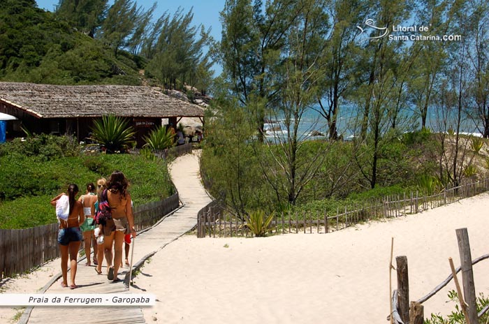 Gatas a caminho da praia da ferrugem em garopaba, santa catarina