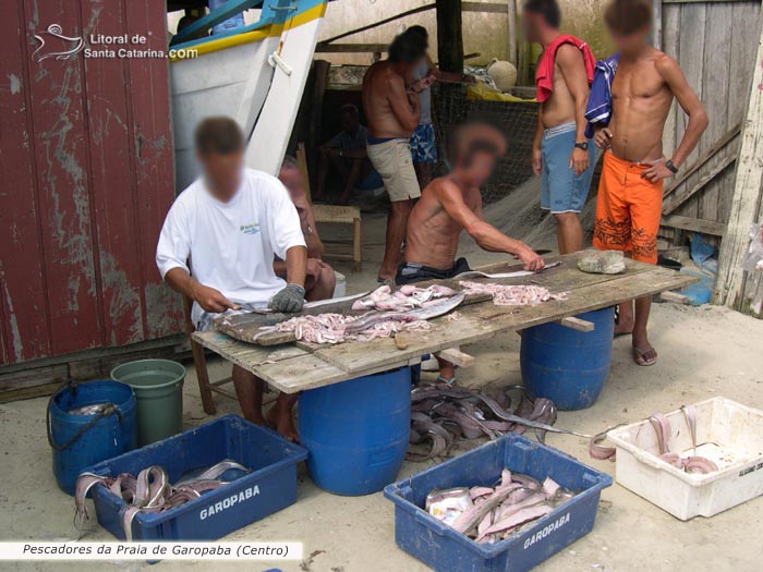 pescadores de garopaba, limpando os peixes a beira mar