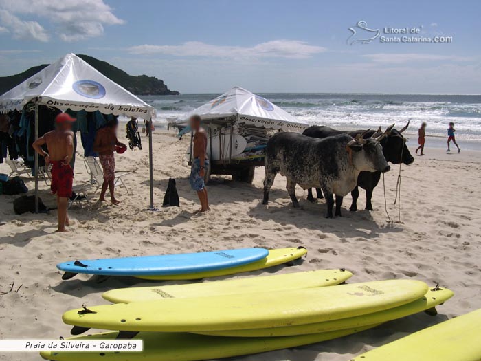 Boizera na praia de garopaba sc