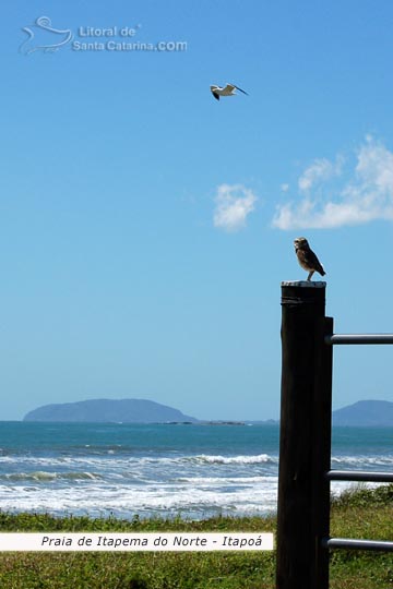 praia de itapema do norte em itapoá, gaivotas e coruja