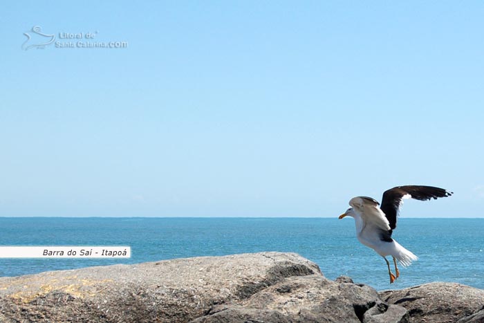 gaivota em cima da pedra na barra do saí de itapoá