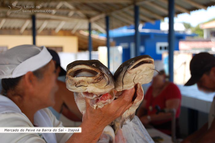 mercado do peixe na barra do saí em itapoá sc, mulher segurando um bagre do mar