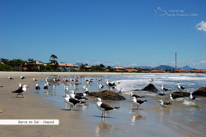 barra do saí, itapoá, gaivotas passeando pela praia